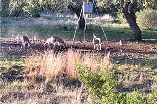 1595 Skyridge Rd, Lampasas, TX 76550 - Photo 32