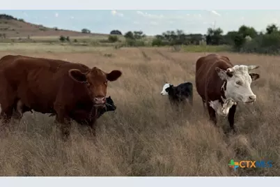 Tbd County Road 139, Gatesville, TX 76528 - Photo 10