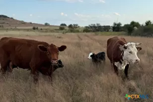 Tbd County Road 139, Gatesville, TX 76528 - Photo 10