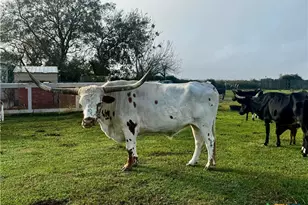 13340 State Hwy 172, La Ward, TX 77970 - Photo 4