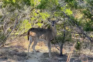 156 Deer Run Pass, Canyon Lake, TX 78133 - Photo 40