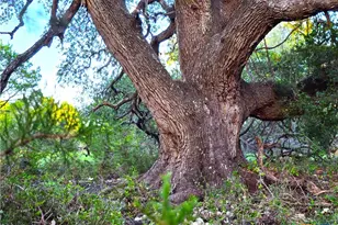 725 Cr 206, Burnet, TX 76811 - Photo 14