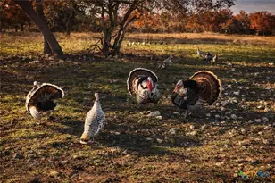 360 Cr 632, Hamilton, TX 76531 - Photo 8