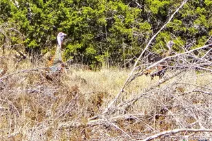 740 Cr 206, Lampasas, TX 76550 - Photo 12