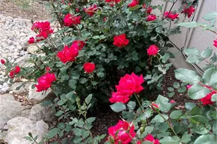 2046 Mulberry Cir, Spring Branch, TX 78070 - Photo 16