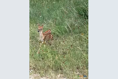 1155 Southline Drive, Spring Branch, TX 78070 - Photo 42