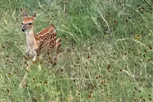 1155 Southline Dr, Spring Branch, TX 78070 - Photo 42
