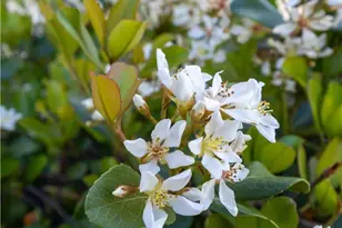 1008 Rosa Parks Dr, Killeen, TX 76543 - Photo 4