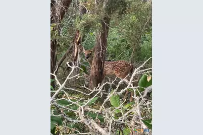 126 Riddle Road, Spring Branch, TX 78070 - Photo 12