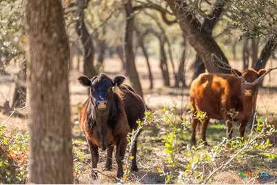 4772-1 County Road 340, Burnet, TX 76905 - Photo 4