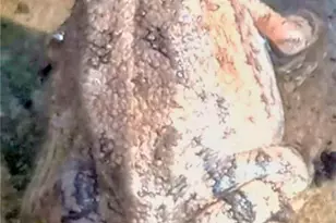 1332 Johnson Rd, Canyon Lake, TX 78133 - Photo 40