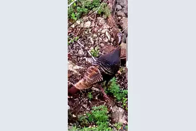 1332 Johnson Road, Canyon Lake, TX 78133 - Photo 42