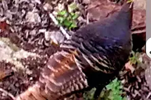 1332 Johnson Rd, Canyon Lake, TX 78133 - Photo 42