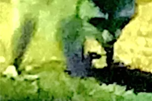 1332 Johnson Rd, Canyon Lake, TX 78133 - Photo 38