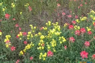 920 Mills Way, Seguin, TX 78155 - Photo 4