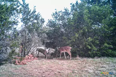 Tbd Straws Mill Rd, Gatesville, TX 76528 - Photo 36