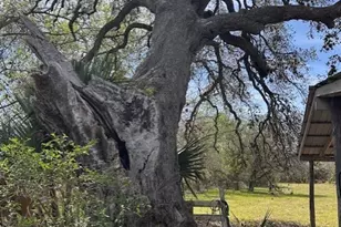 271 W Fm 884, Goliad, TX 77963 - Photo 10