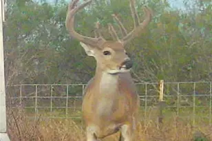 000 Fm 239, Tivoli, TX 77990 - Photo 24
