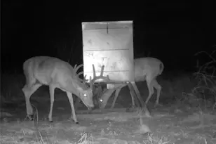 000 Fm 239, Tivoli, TX 77990 - Photo 30