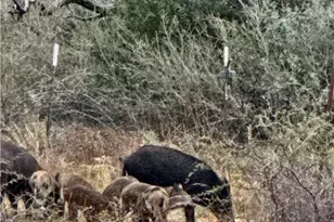 5711 FM765, San Saba, TX 76872 - Photo 2