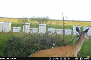 000 County Road 18 20 49 Acres Tract 1, Hallettsville, TX 77964 - Photo 2