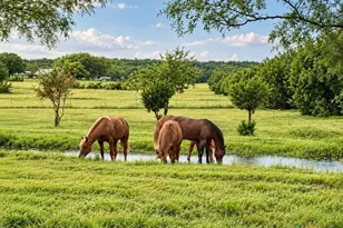 417 Co Rd 60, Gatesville, TX 76528 - Photo 6