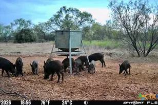 1722 W Fm 574, Mullin, TX 76864 - Photo 10