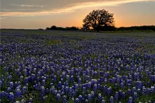 2265 Co Rd 106, Purmela, TX 76566 - Photo 38