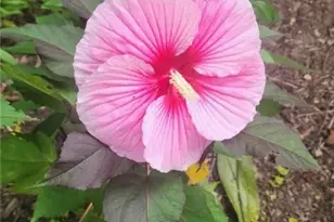 4018 Windsor Rd, Boardman, OH 44512 - Photo 40