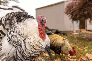 3637 Old Forge Rd, Rootstown, OH 44272 - Photo 24