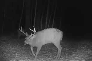 6199 Vandemark Rd, Medina, OH 44256 - Photo 50