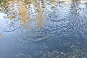 5288 Wheathill Rd, East Palestine, OH 44413 - Photo 42