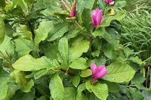 820 Lawrence Dr, Wadsworth, OH 44281 - Photo 34