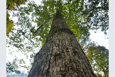 0 Tadpole Run Rd, Marietta, OH 45750 - Photo 16