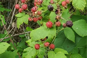 41264 Township Rd 58, Coshocton, OH 43812 - Photo 44