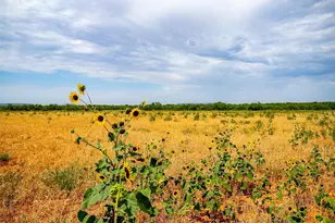 981 Co Rd 177, Lawn, TX 79530 - Photo 14