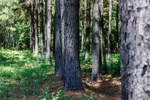 Tbd Hwy 84, Timpson, TX 75975 - Photo 34