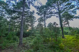 Tract 2 Hwy 155, Frankston, TX 75763 - Photo 8