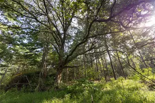 Tract 5 Hwy 155, Frankston, TX 75763 - Photo 8