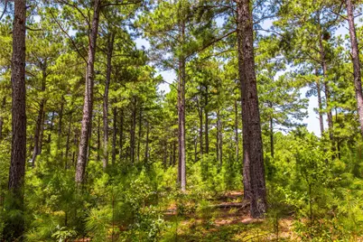 Tract 5 Hwy 155, Frankston, TX 75763 - Photo 18