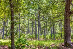 Tract 5 Hwy 155, Frankston, TX 75763 - Photo 12