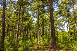 Tract 5 Hwy 155, Frankston, TX 75763 - Photo 4