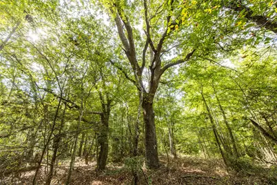 Tract 6 Hwy 155, Frankston, TX 75763 - Photo 20