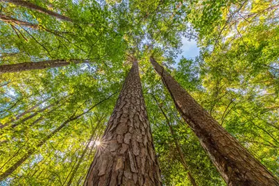 Tract 7 County Road 4221, Frankston, TX 75763 - Photo 16