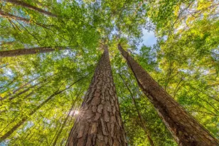 Tract 7 County Road 4221, Frankston, TX 75763 - Photo 16