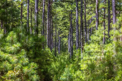 Tract 7 County Road 4221, Frankston, TX 75763 - Photo 2