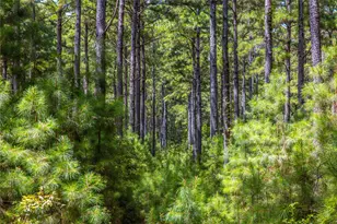 Tract 7 County Road 4221, Frankston, TX 75763 - Photo 2