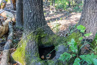 Tract 7 County Road 4221, Frankston, TX 75763 - Photo 6