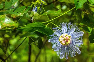 Tract 7 County Road 4221, Frankston, TX 75763 - Photo 4