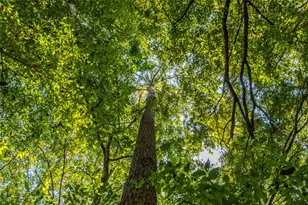 Tract 8 County Road 4221, Frankston, TX 75763 - Photo 14